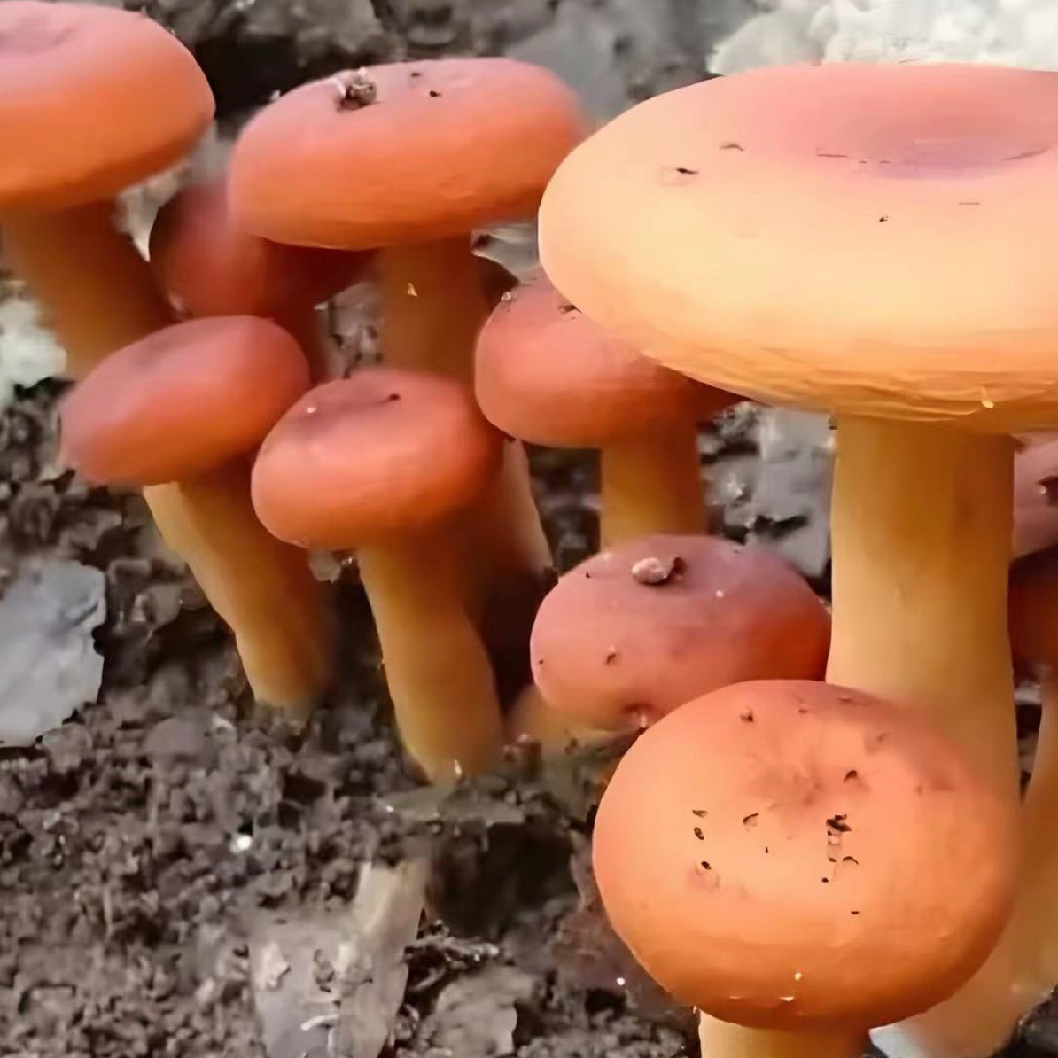 奶浆菌贵州深山野生奶浆菌
