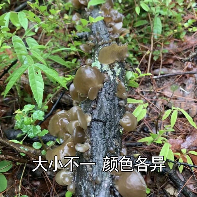 东北木椴木耳，1斤起邮
