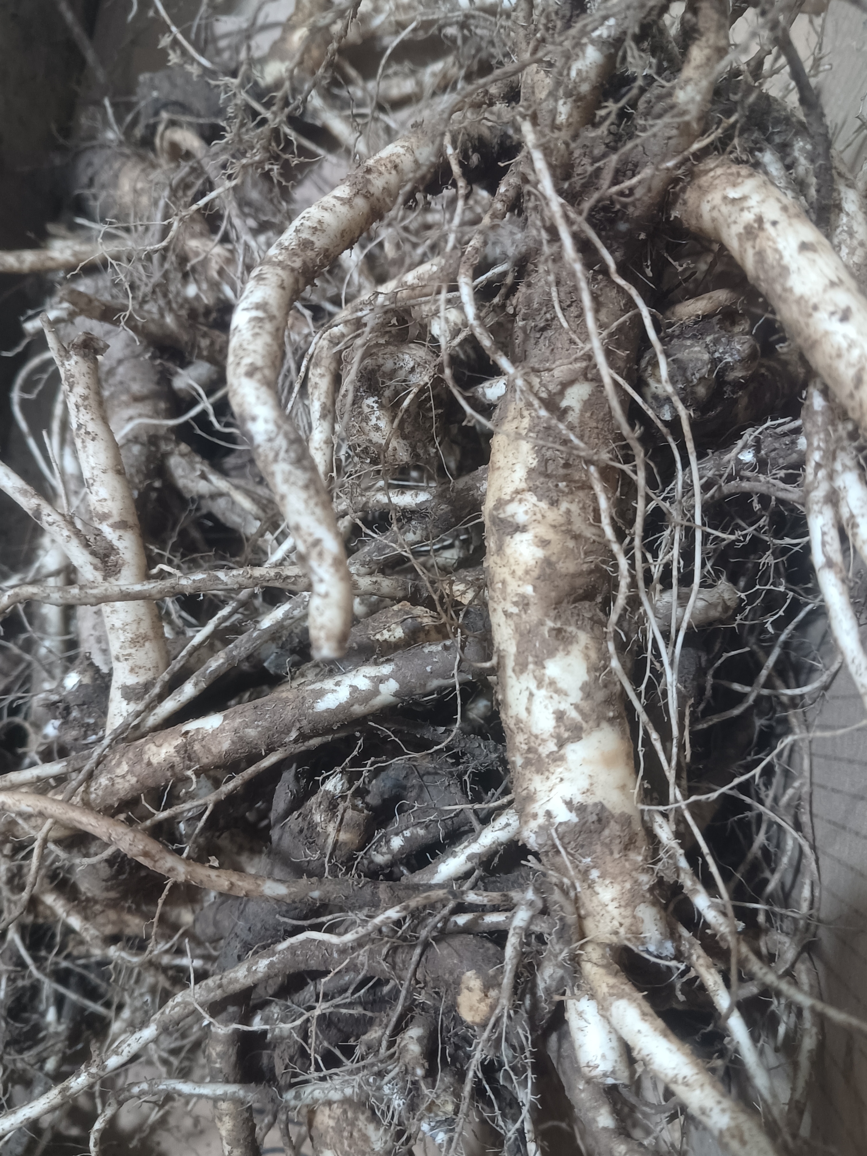 辉南县农家芥梗3斤包邮（6年生的）