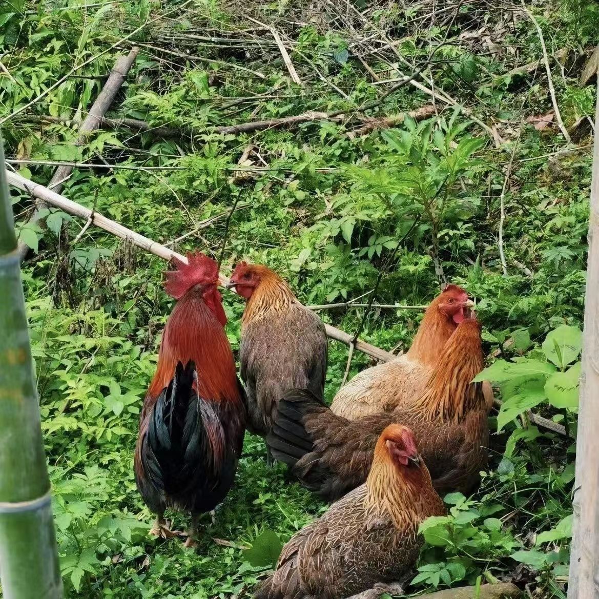 东北农家散养老母鸡，小笨公鸡，鸭子