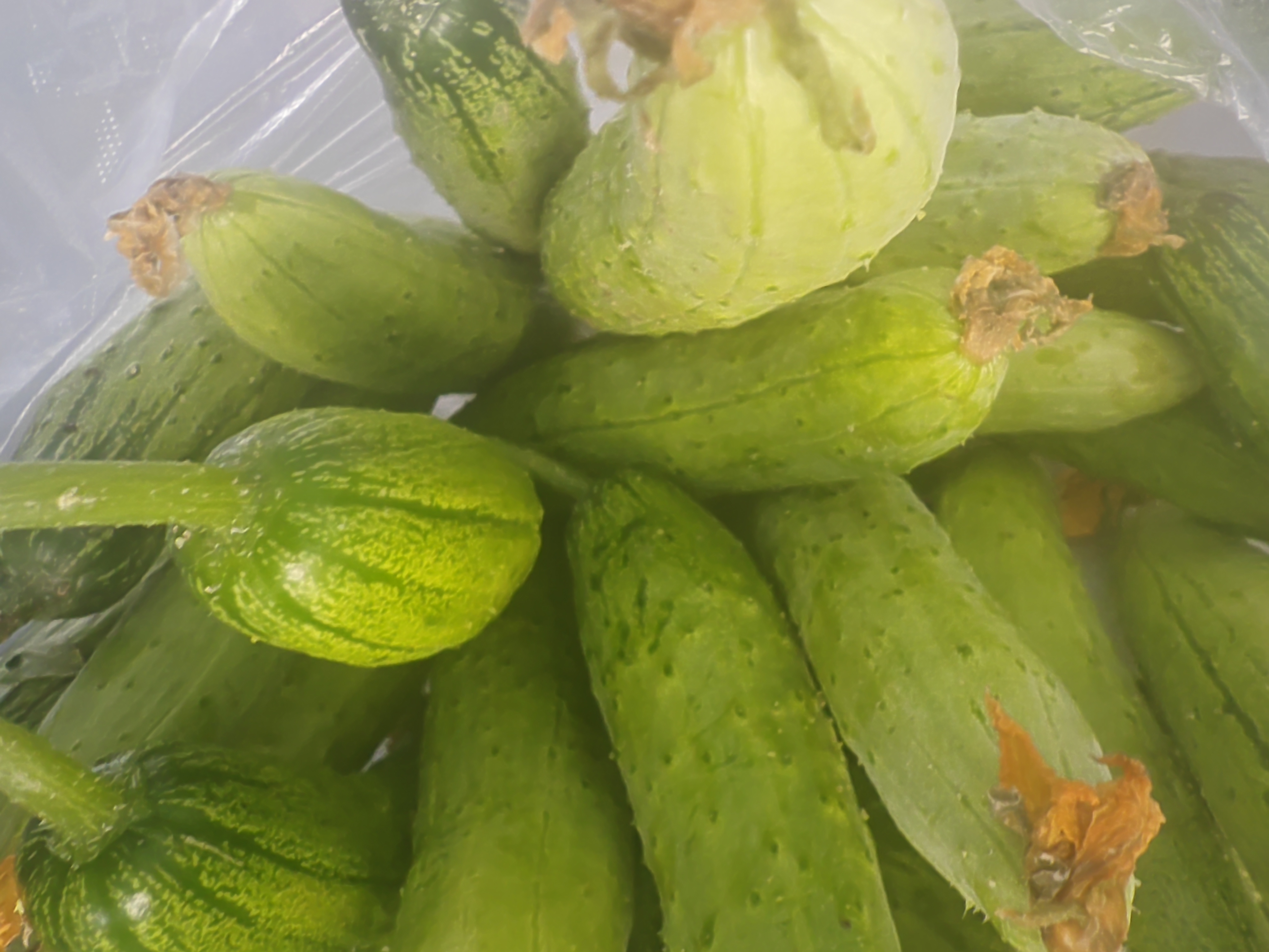 顺丰包邮农家旱黄瓜，每单送点小辣椒