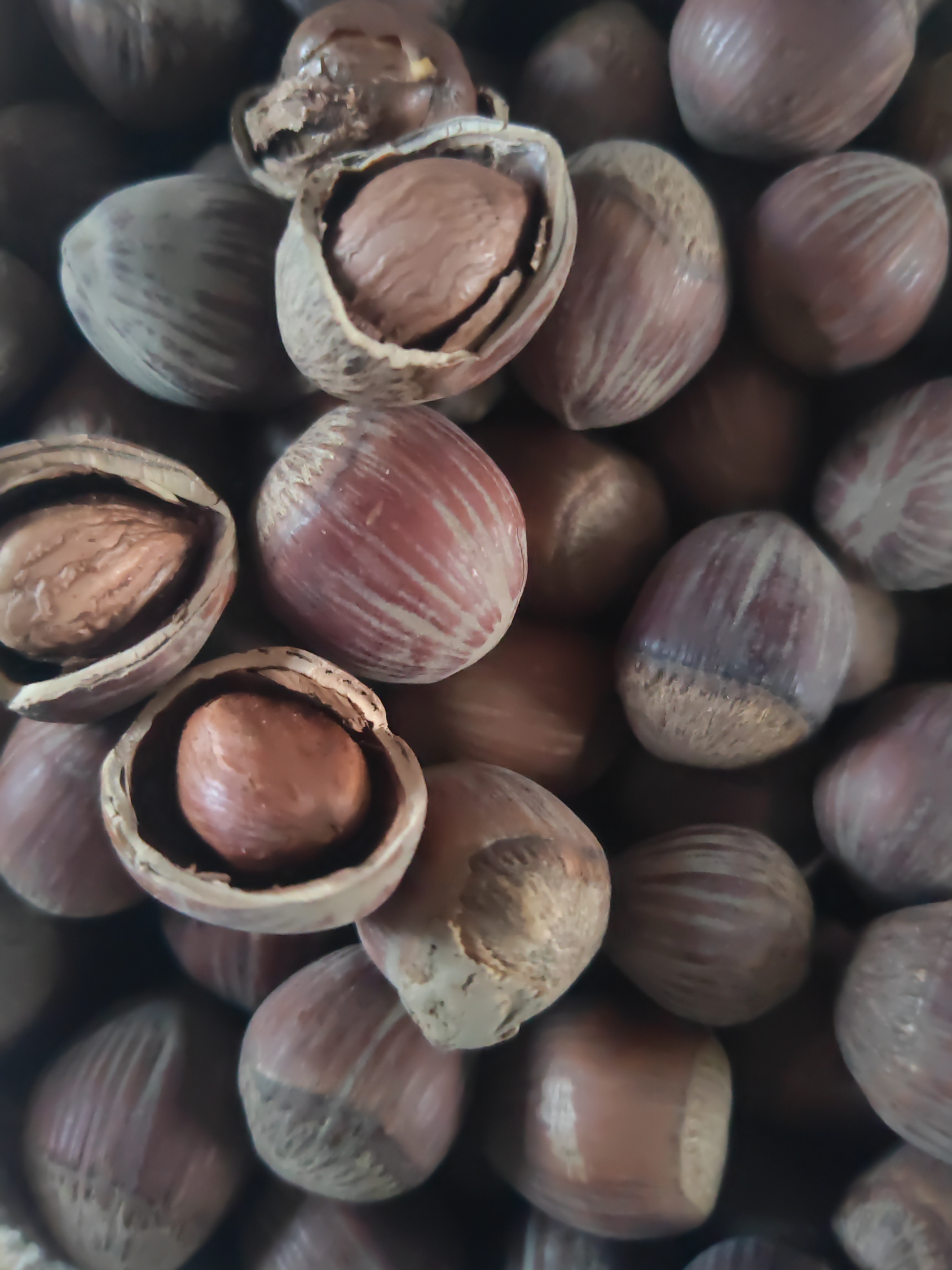 东北榛子，5斤包邮