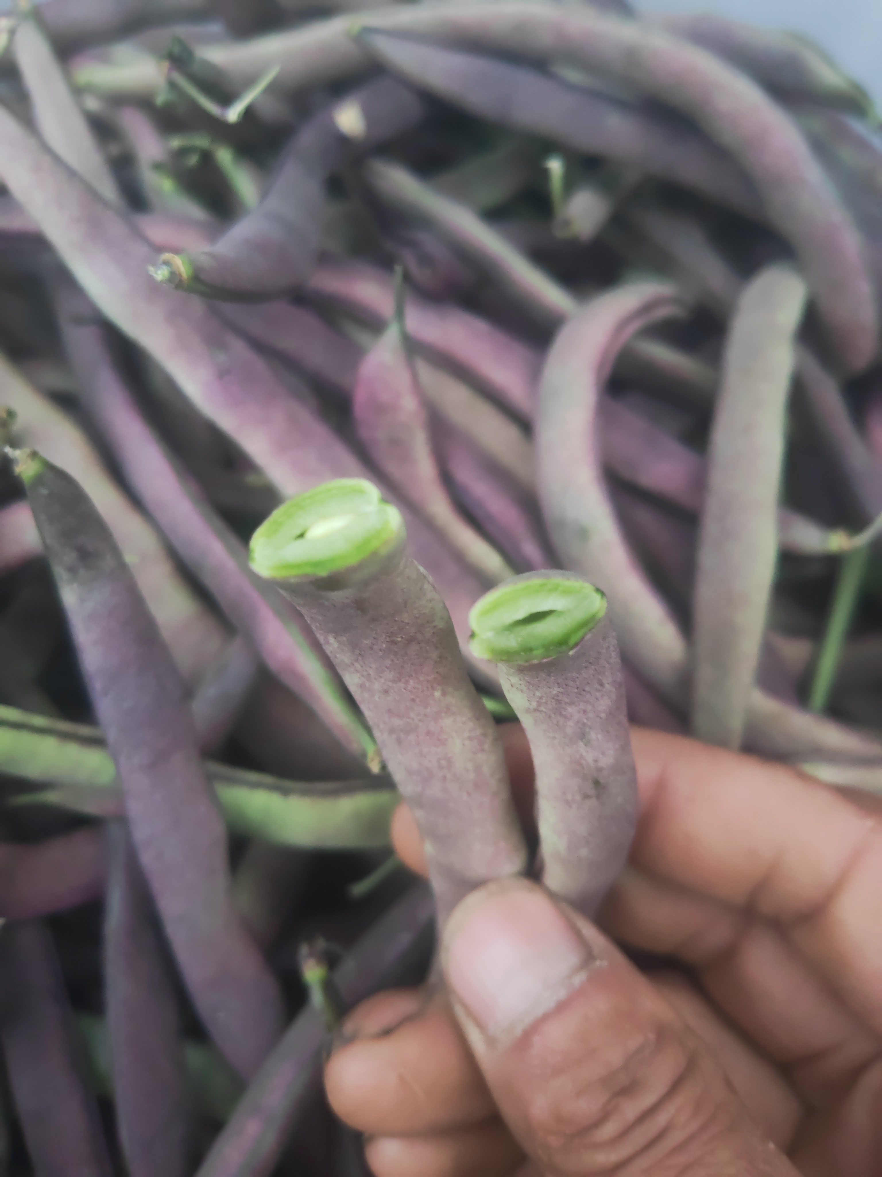 东北豆角，懒老婆拽豆角，5斤包邮