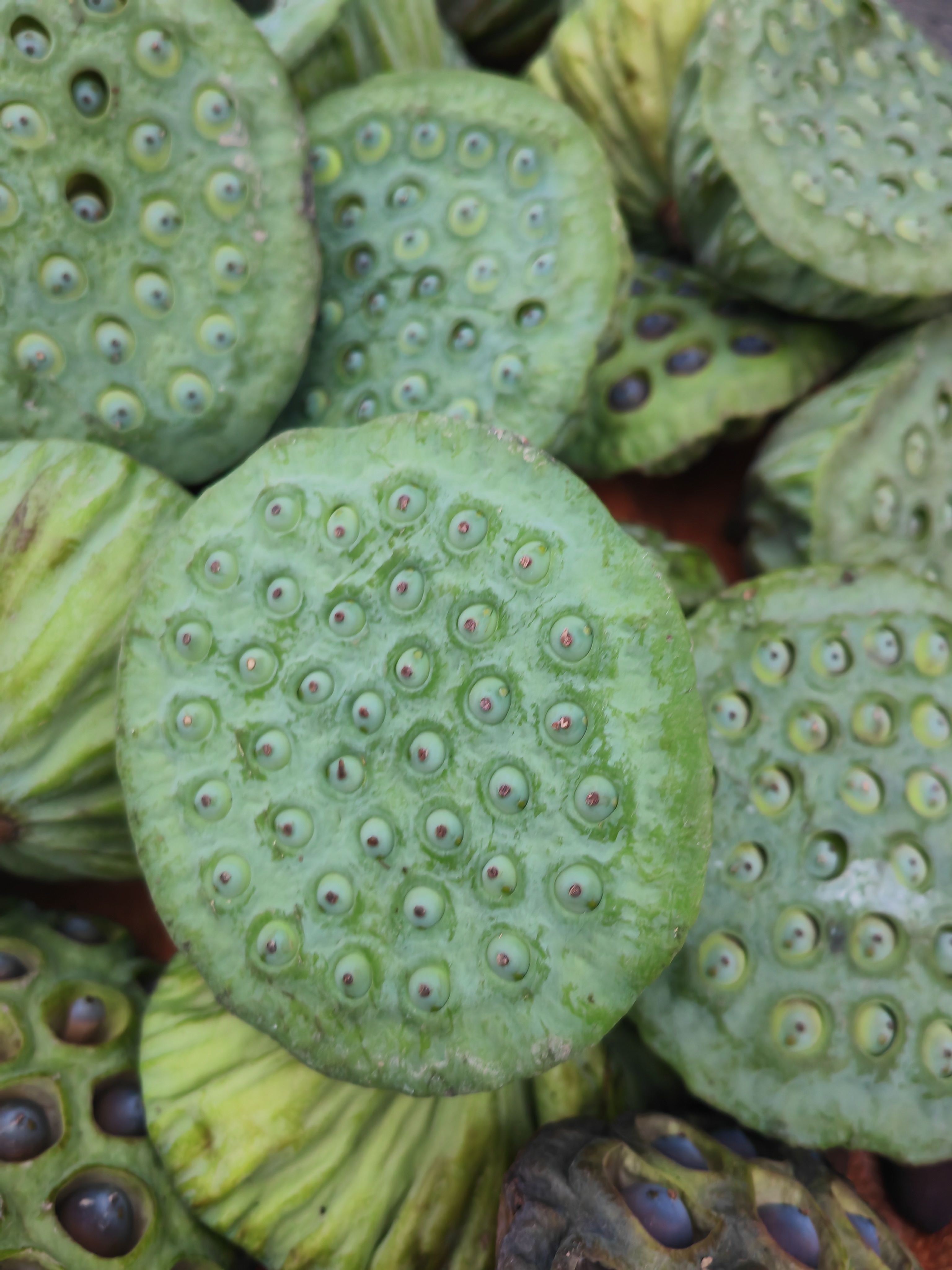 东北莲子新鲜的，带盘发货，20个包邮