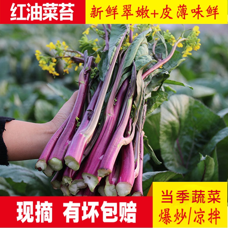 【红油菜】新鲜四川红菜苔农家紫菜苔1/5/8斤