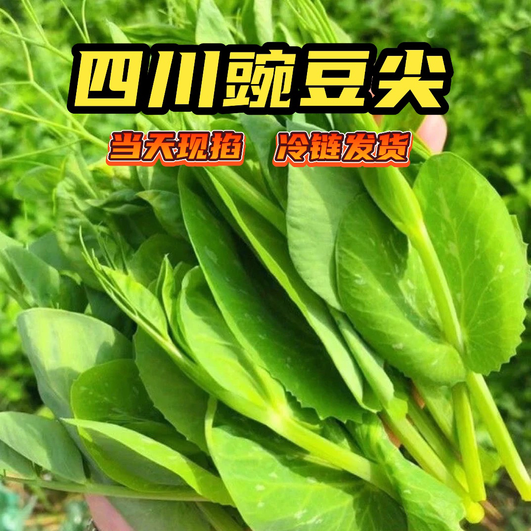 四川豌豆尖新鲜蔬菜现摘现发豌豆苗碗豆菜火锅菜露天龙须菜