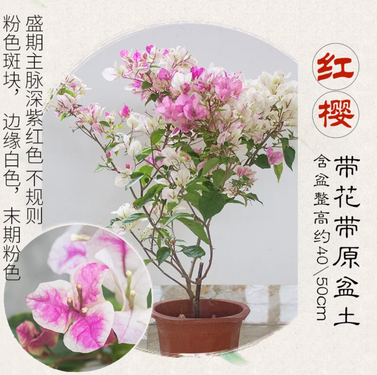 【漳红樱】三角梅盆栽带花勤花品种爬藤老桩室内花卉植物四季开花