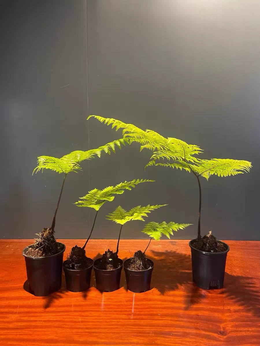  禅意蕨类盆景绿植艺术款  