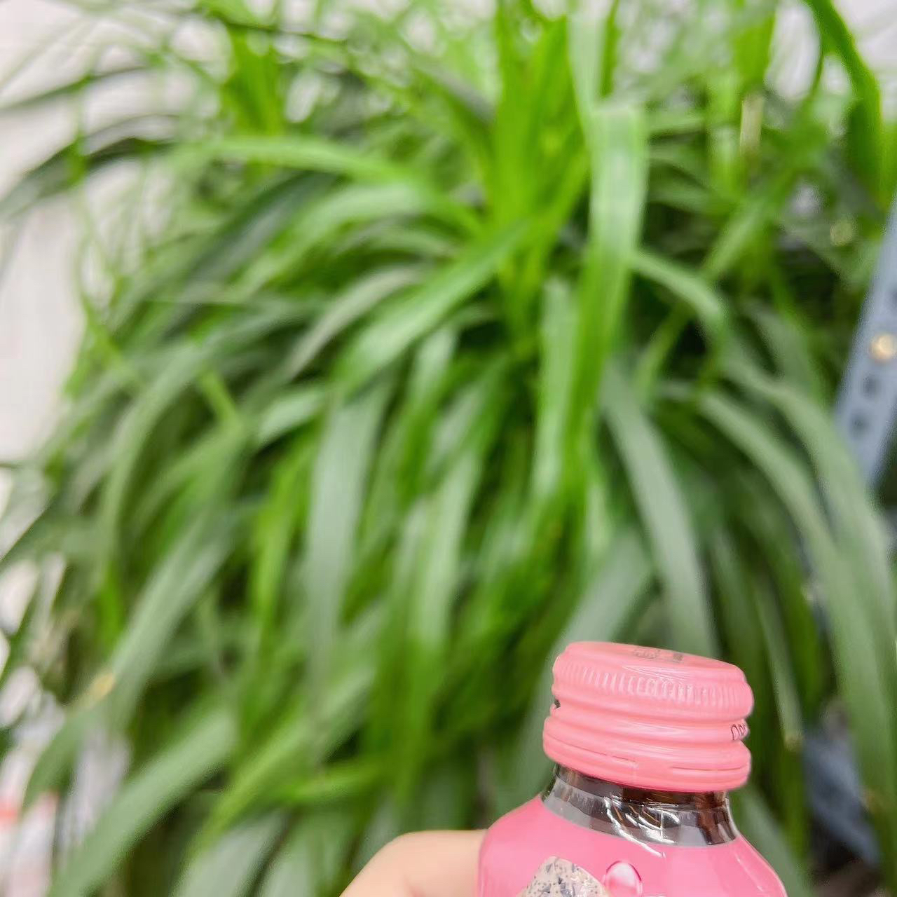 【人手一单！】一洋洋洋 浓缩的Q原饮品