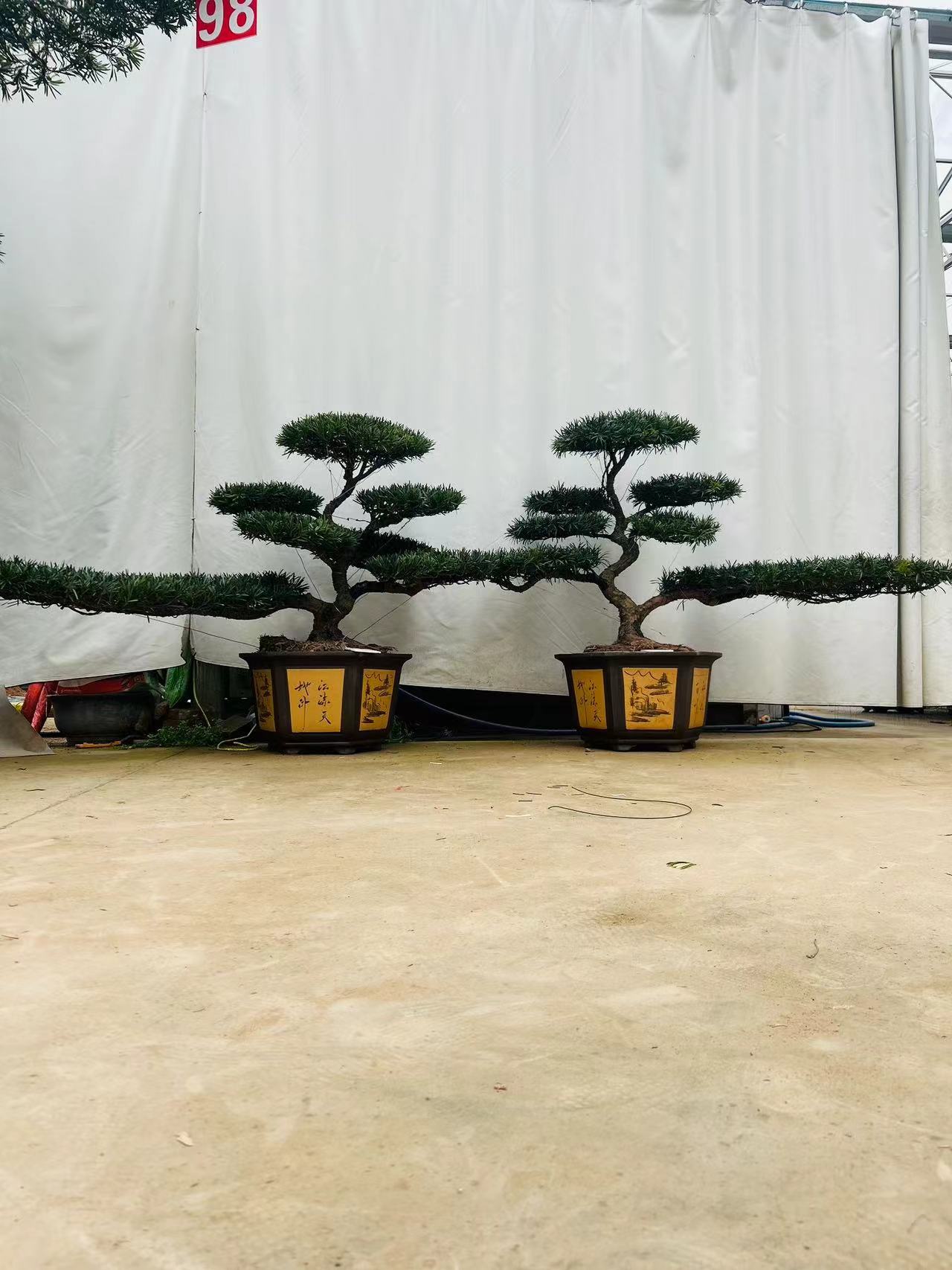 游龙S弯桩型罗汉松适合庭院别墅阳台