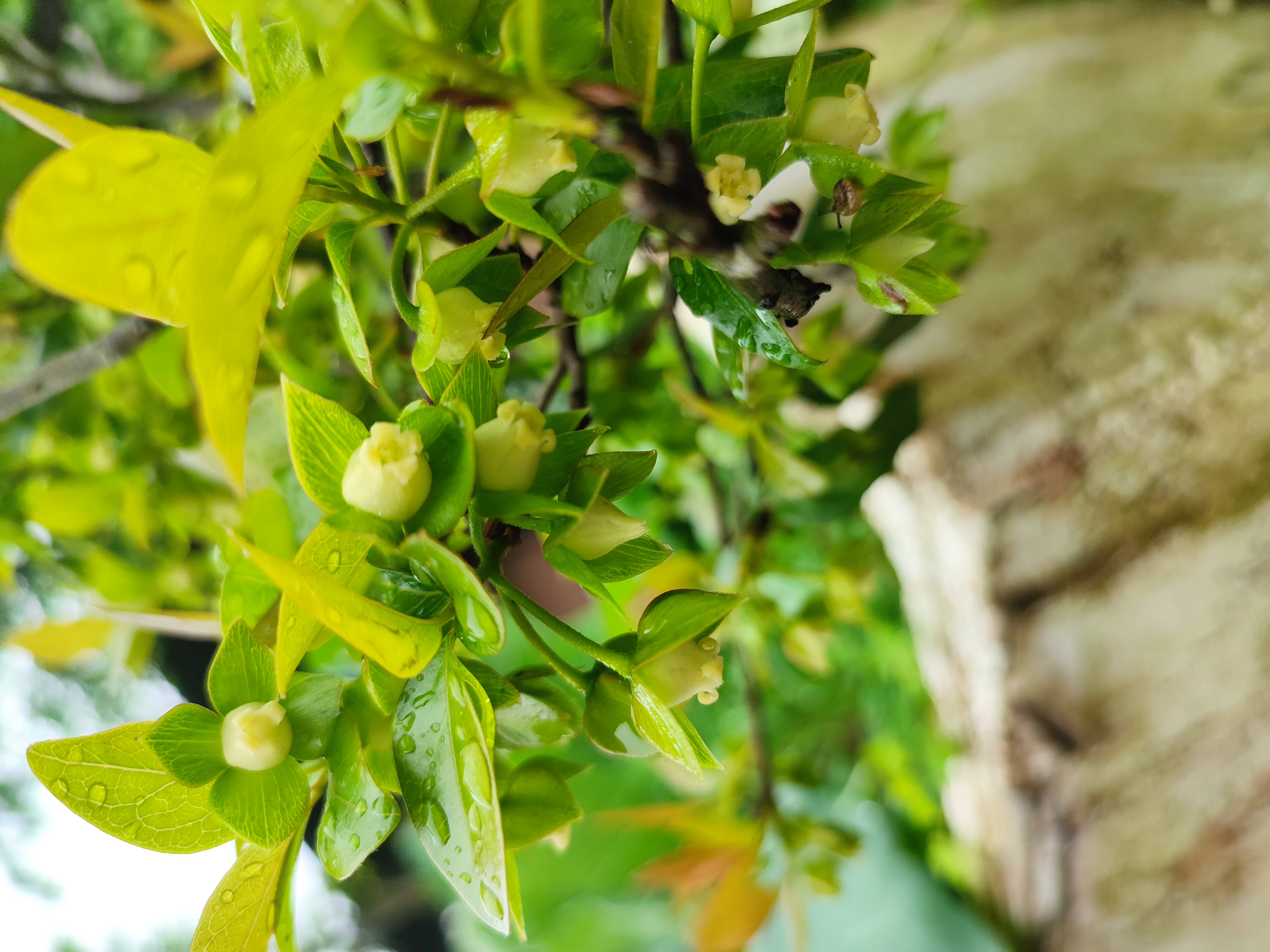 金弹子直播间专拍