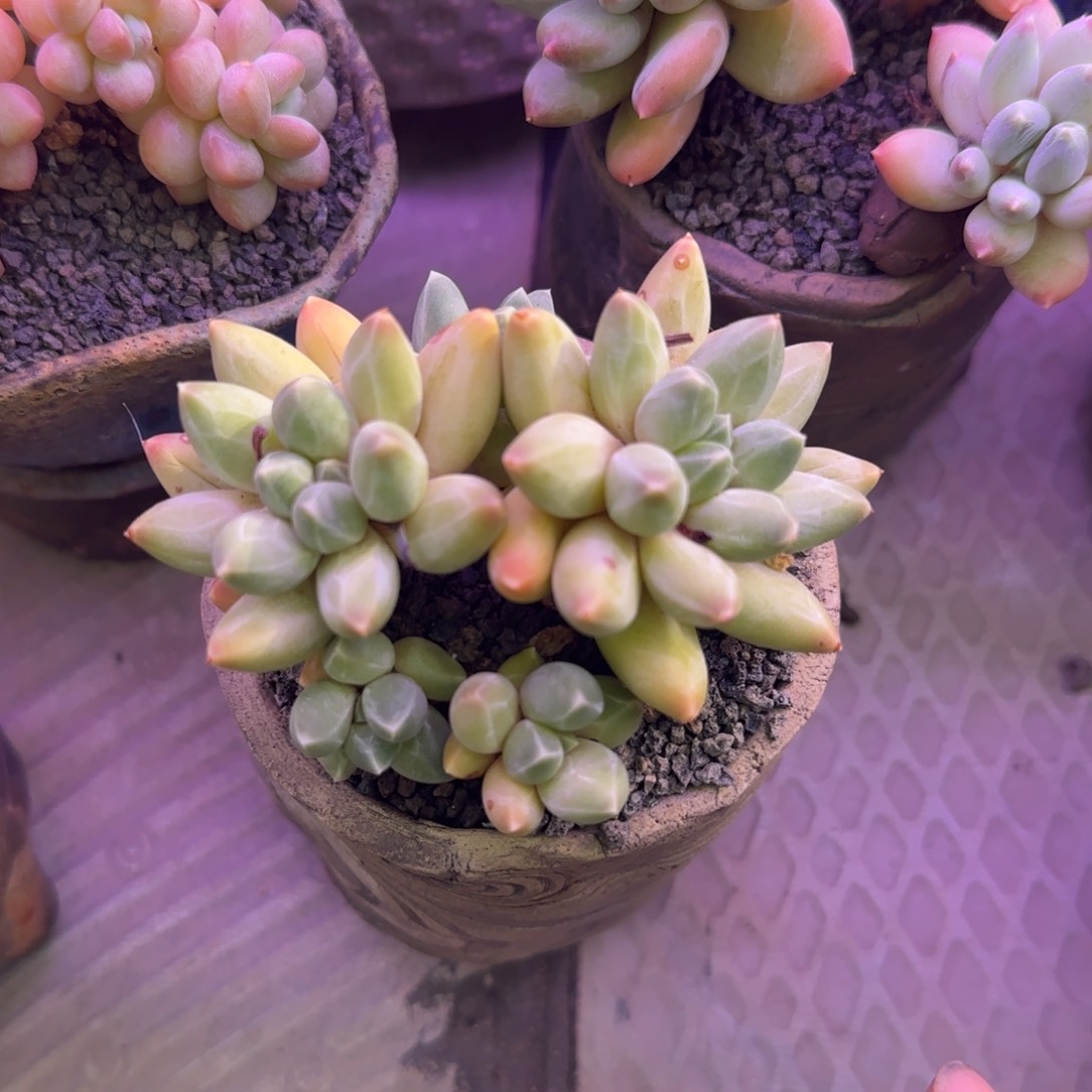 a***y多肉植物多肉植物
