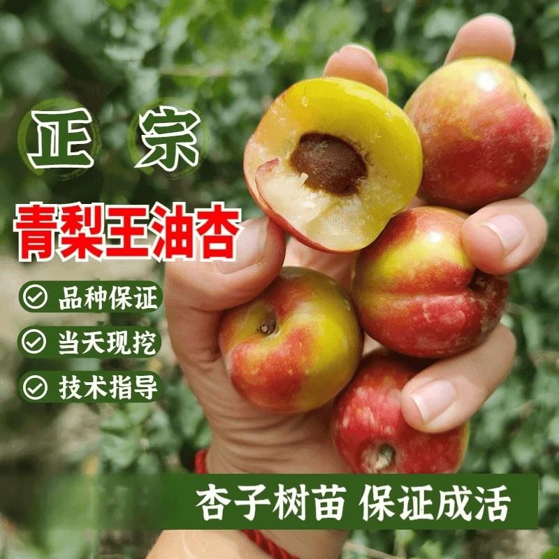 新品种红油杏树苗嫁接青梨王油杏苗特大早熟巨蜜王甜杏子苗盆地栽