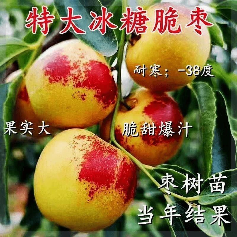 枣树苗特大冰糖冬枣苗新款耐寒耐旱盆栽地栽南北方种植当年结果