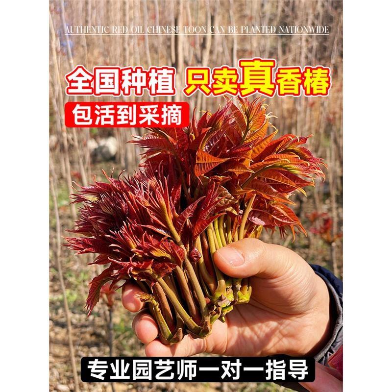 红油香椿树苖正宗矮化食用香春树苗老桩四季南方种植地载盆栽四季