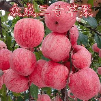 新品种嫁接众成三号苹果苗红富士苹果树苗条纹红晚熟南北方种植苗