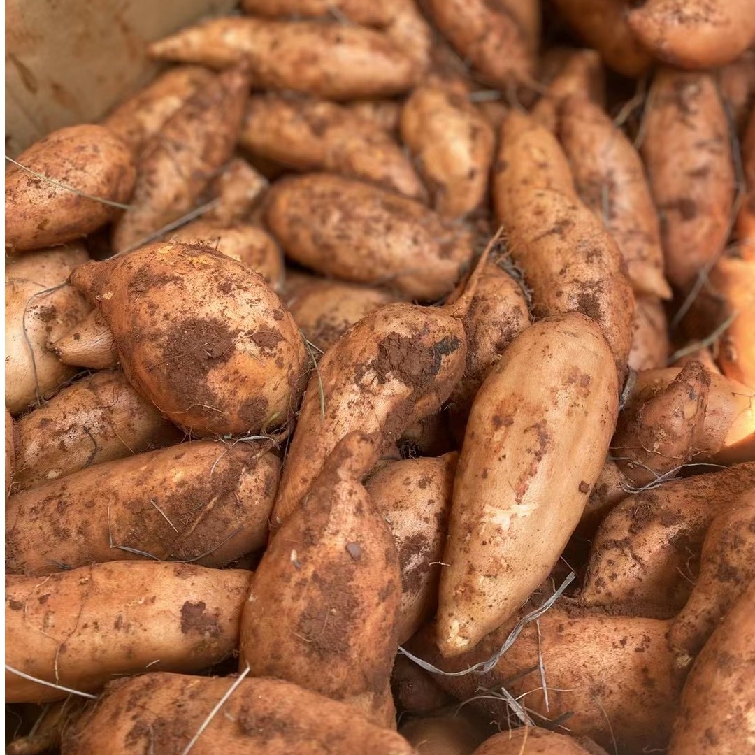 云南建水红土地灰薯黄皮黄心5斤/9斤中通包邮