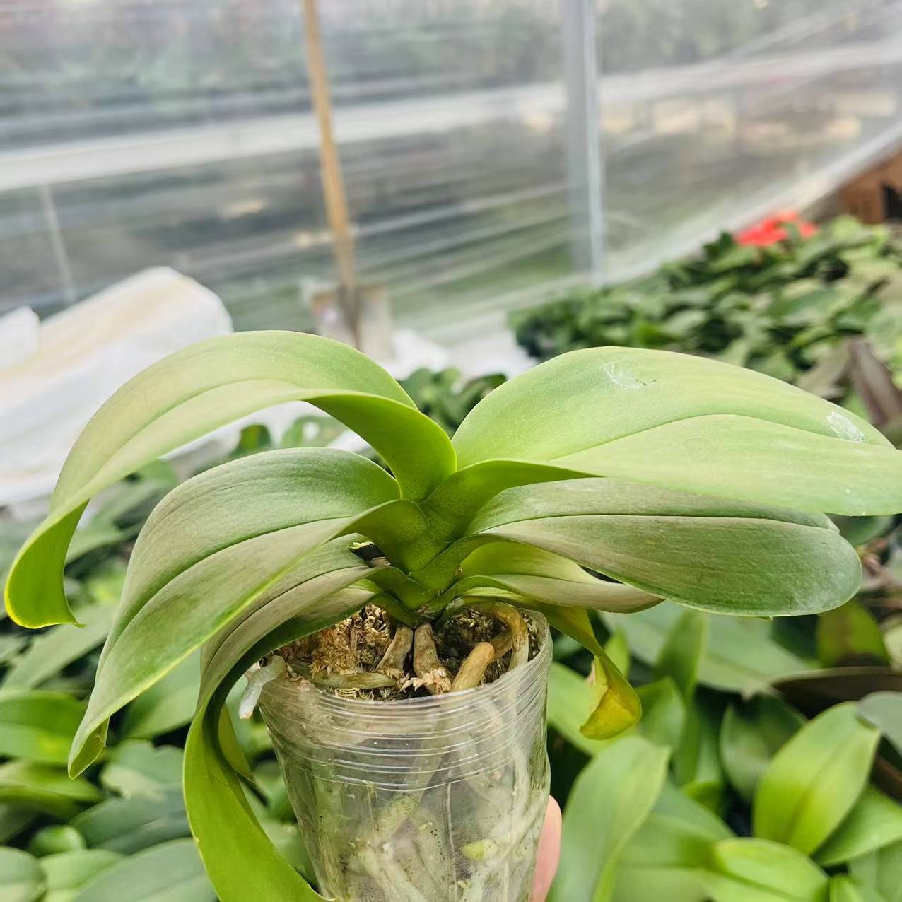 【花之漫】有瑕疵（两颗随机寸杯花后苗盲盒）加送两个五寸无菌杯