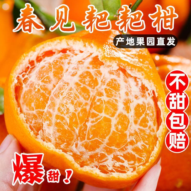正宗春见耙耙柑2-9斤现发大果粑粑柑橘新鲜蒲江当季水果整箱桔子