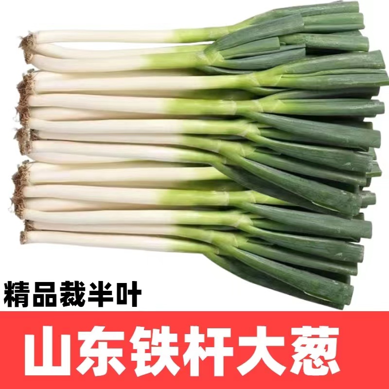 大葱新鲜甜葱3-9斤现发铁杆大葱非章丘长白毛葱蘸酱嫩葱整箱包邮