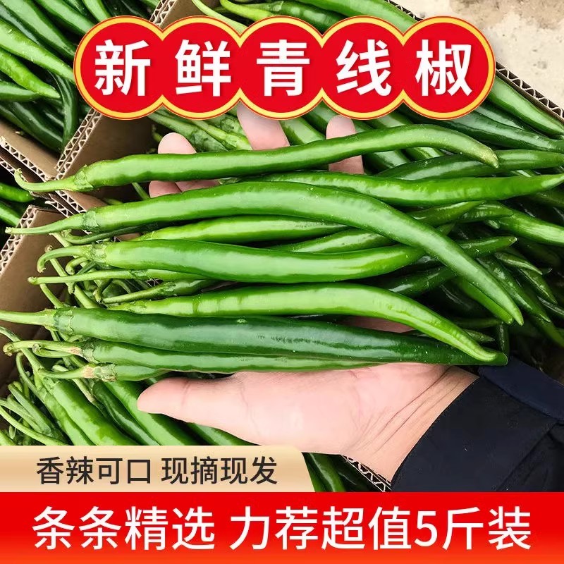 正宗樟树港辣椒现摘现发1-5斤新鲜富晒食用薄皮嫩青线椒农产包邮
