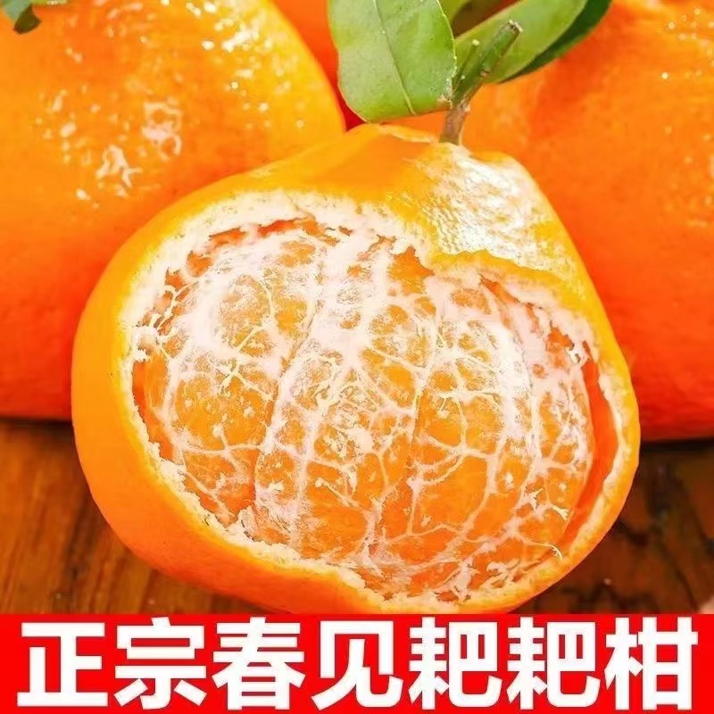 春见耙耙柑3-9斤现发粑粑柑橘子甜当季整箱新鲜水果丑柑桔包邮