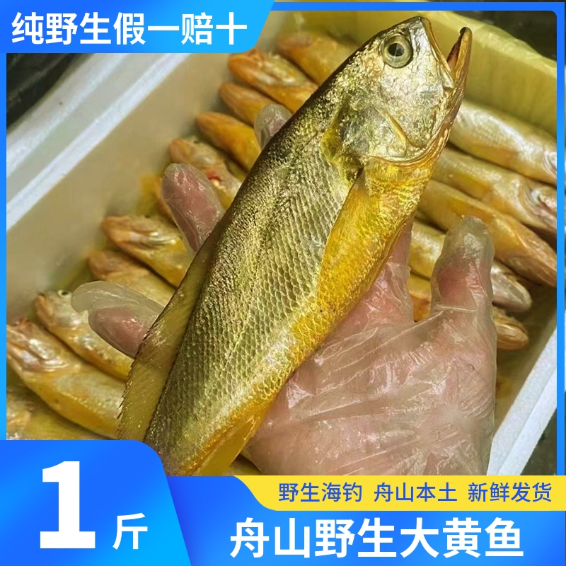 正宗舟山野生大黄鱼新鲜鲜活海鲜水产东海海捕海钓大黄花鱼500g