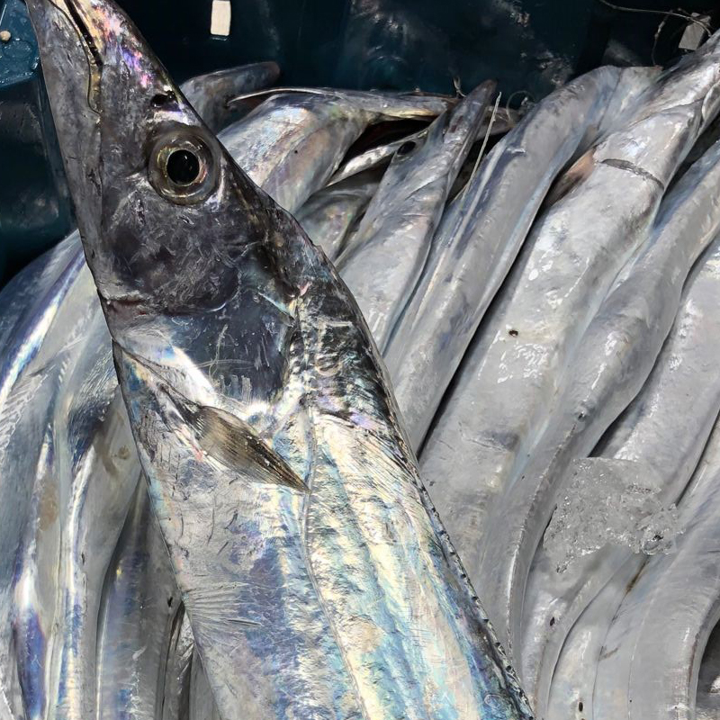 东海带鱼本地小眼睛带鱼海钓带鱼 现称链接请勿乱拍 500G