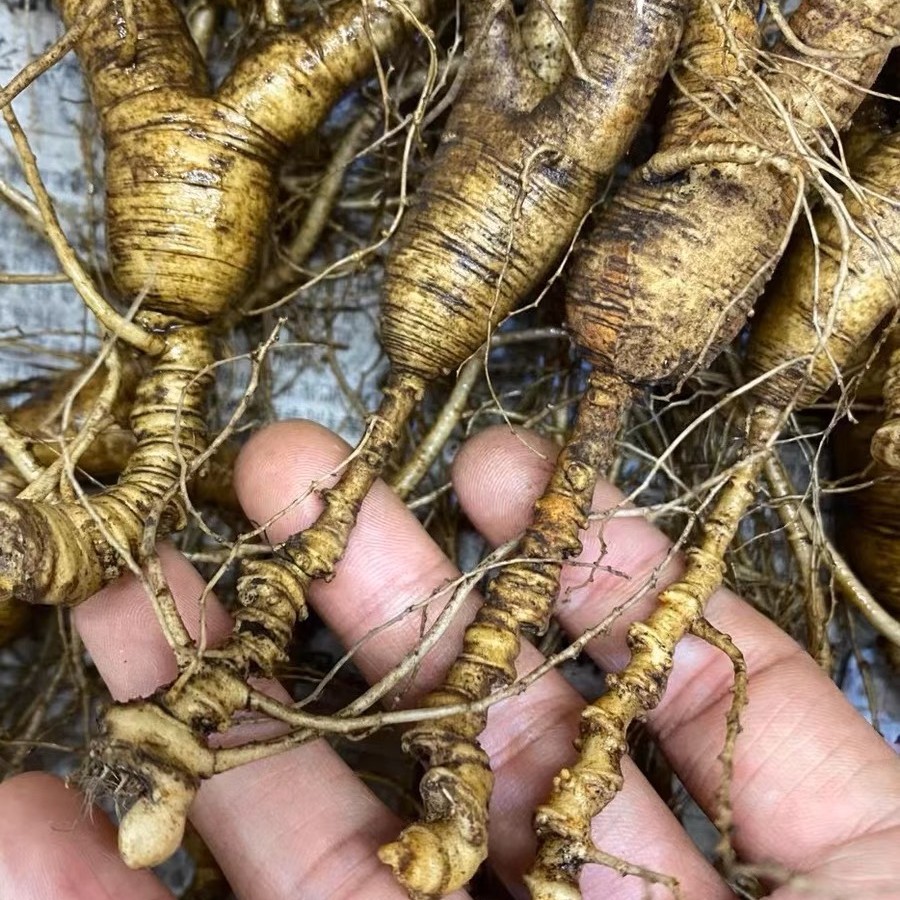 长白山林下参100g装原产地发货优选