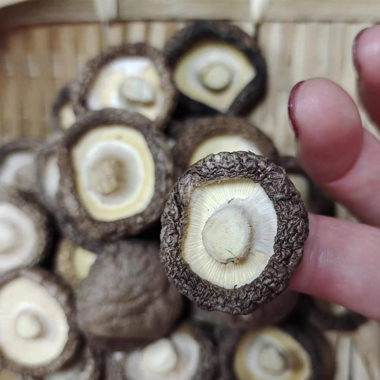 金钱菇250克-500克包邮