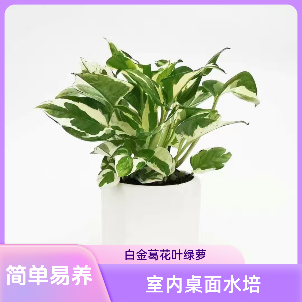 白金葛花叶绿萝雪花葛盆栽爬藤垂吊室内桌面水培好养小绿植物