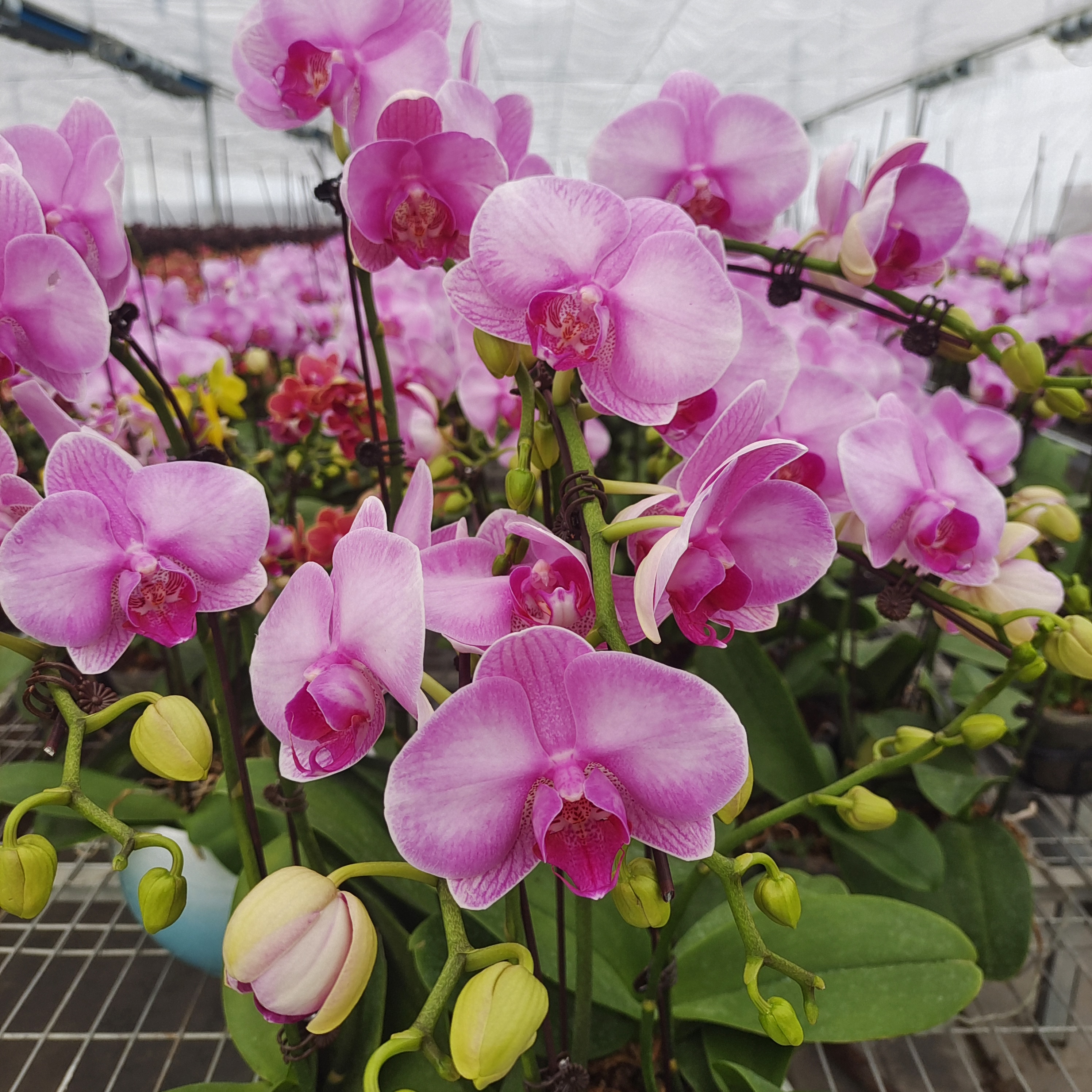 蝴蝶兰台湾品种开花带花苞花期养植适合
