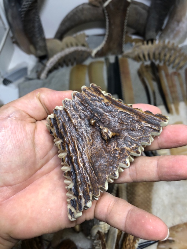 小春角梳专拍链接