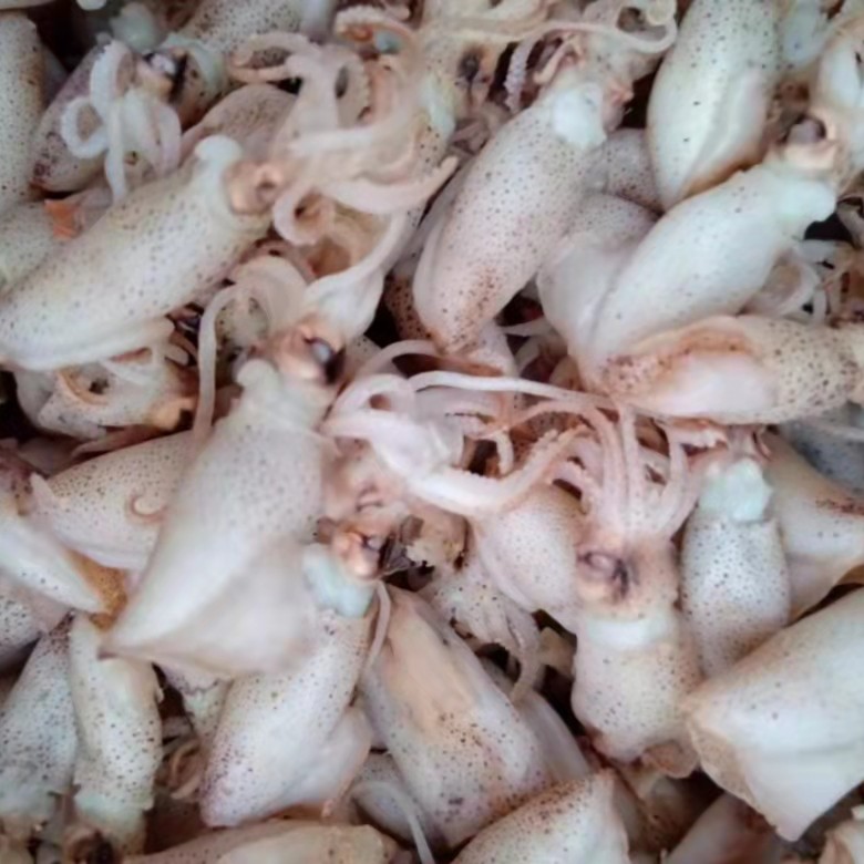 山东本地焯水海兔（笔管鱼）2斤/3斤/4斤