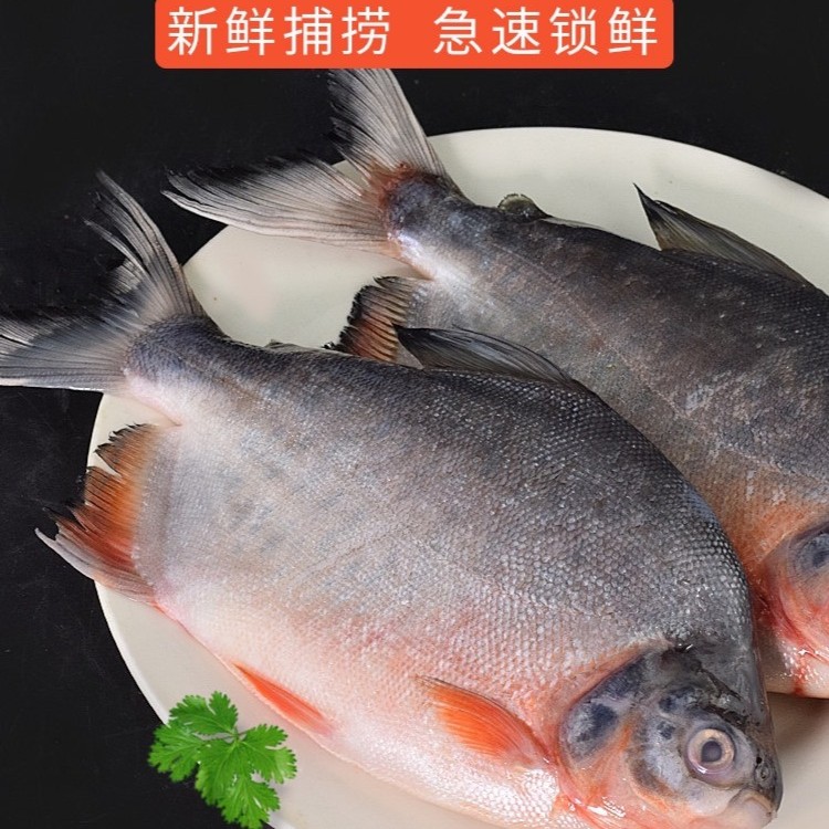 山东发货渤海湾海捕红鲳鱼4斤（新鲜野生红鲳鱼）