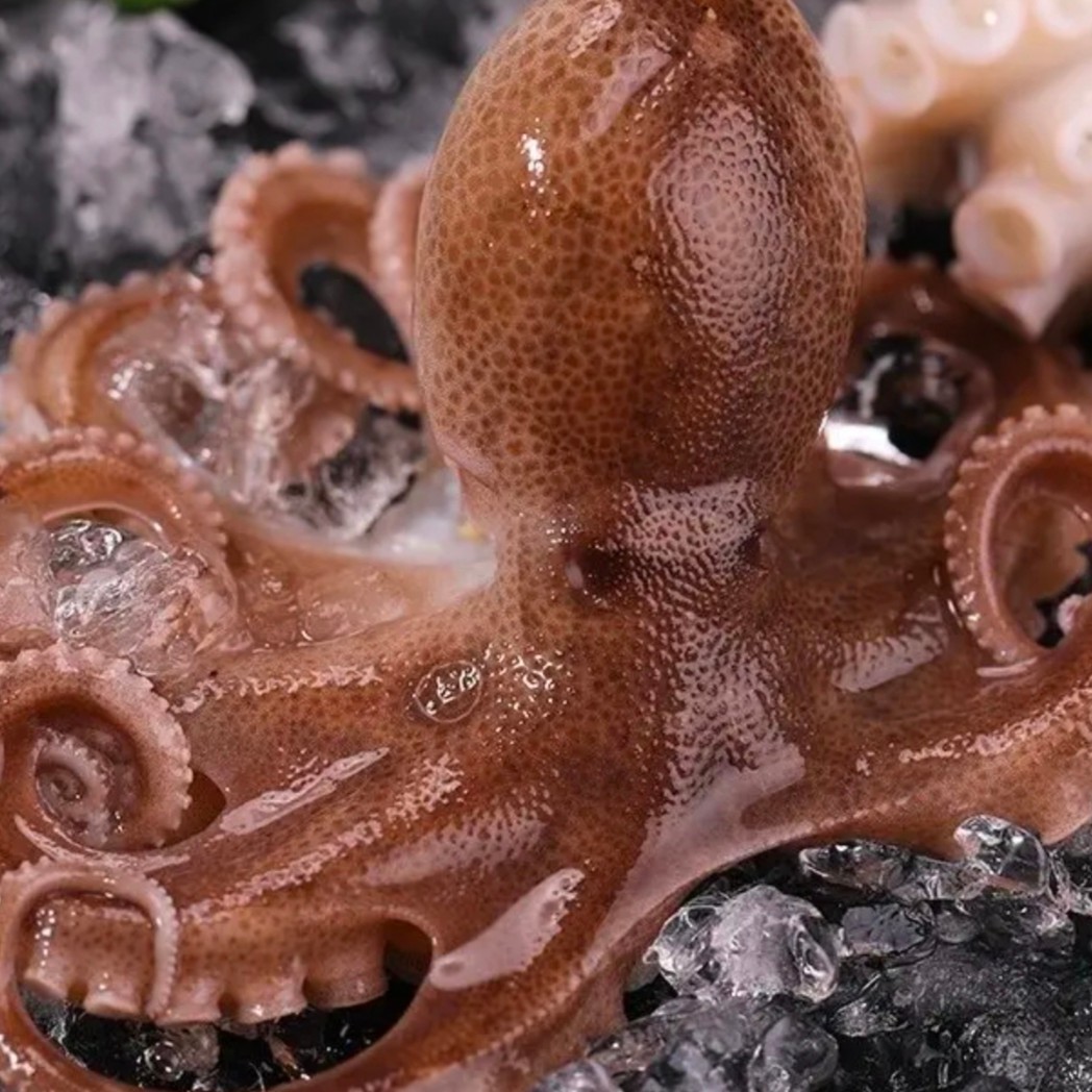 山东渤海湾八爪鱼2斤-3斤-4斤