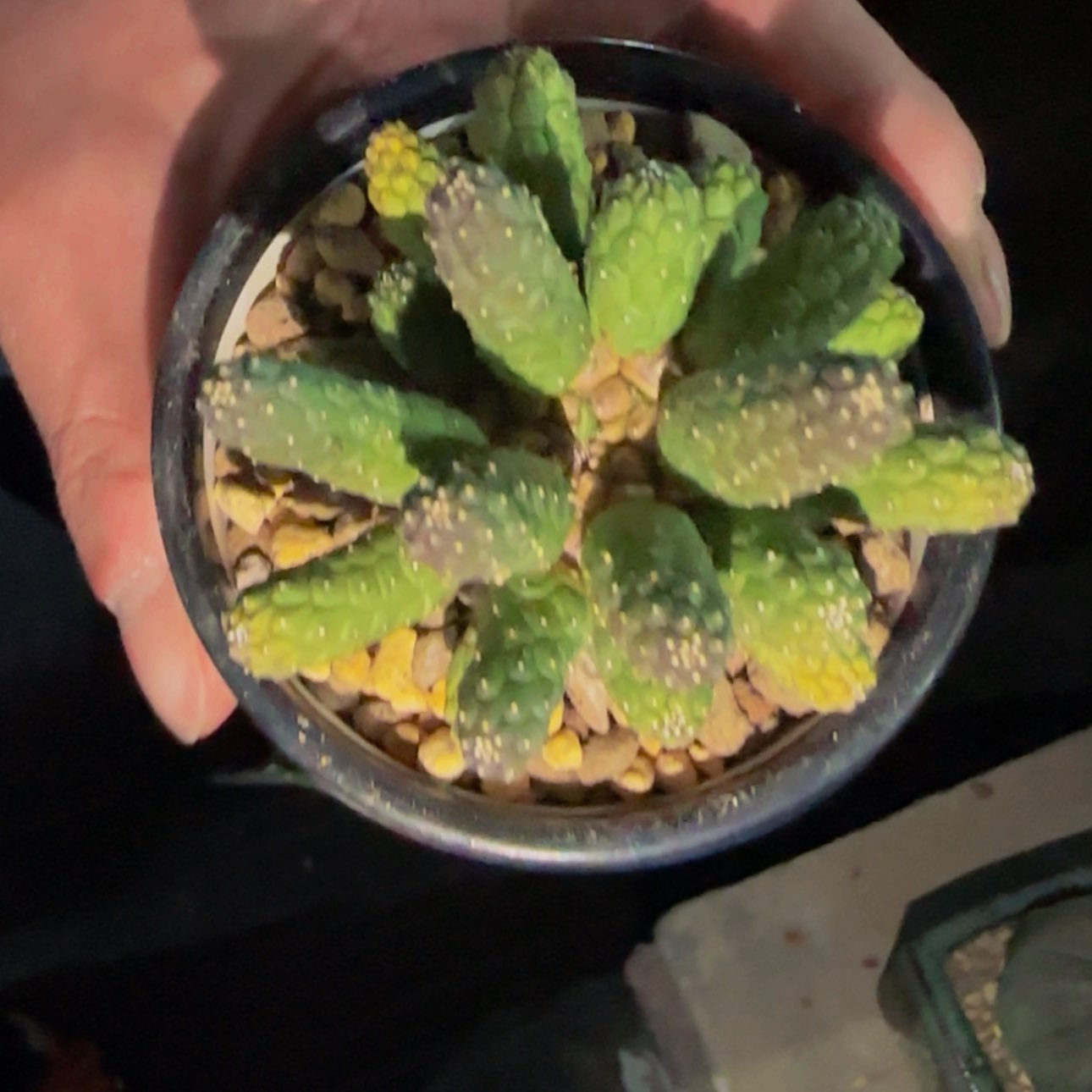 【闪购商品】布纹球266