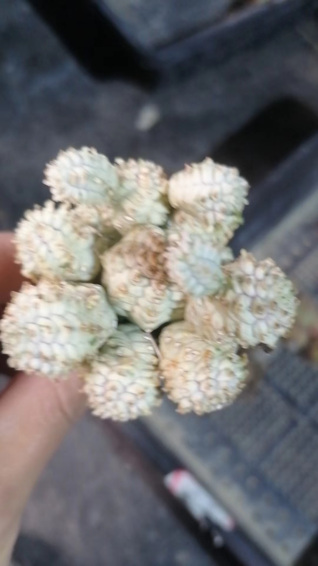 布纹球群 一物一拍（直播间）