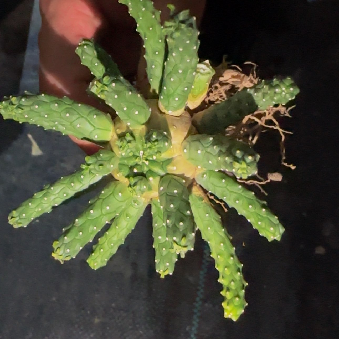 【闪购商品】块根植物4599