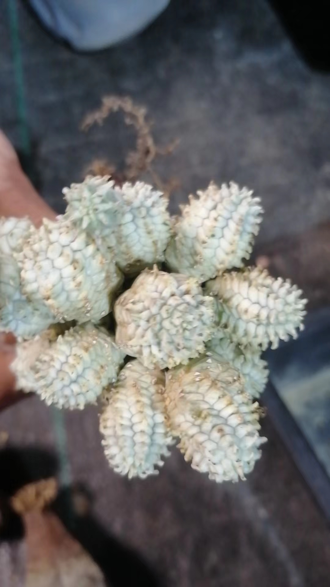 布纹球群 一物一拍（直播间）