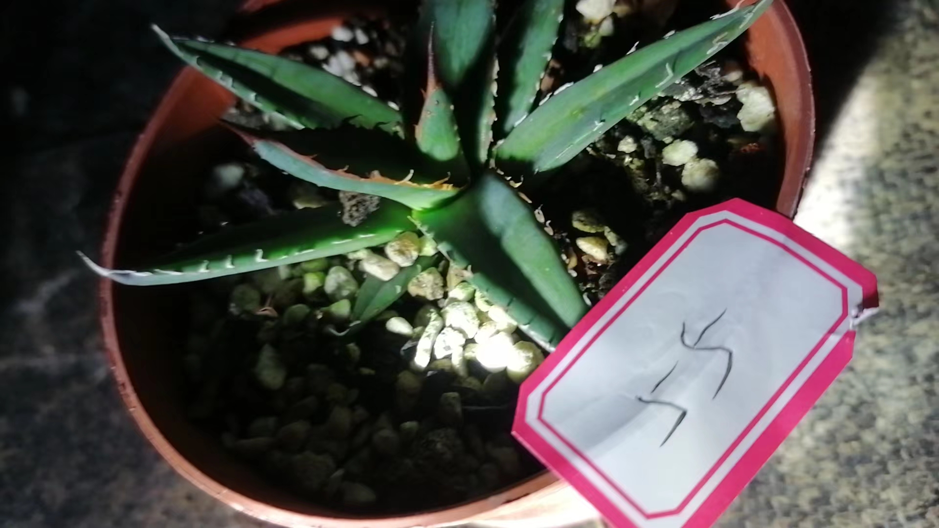 一物一拍（直播间）植物