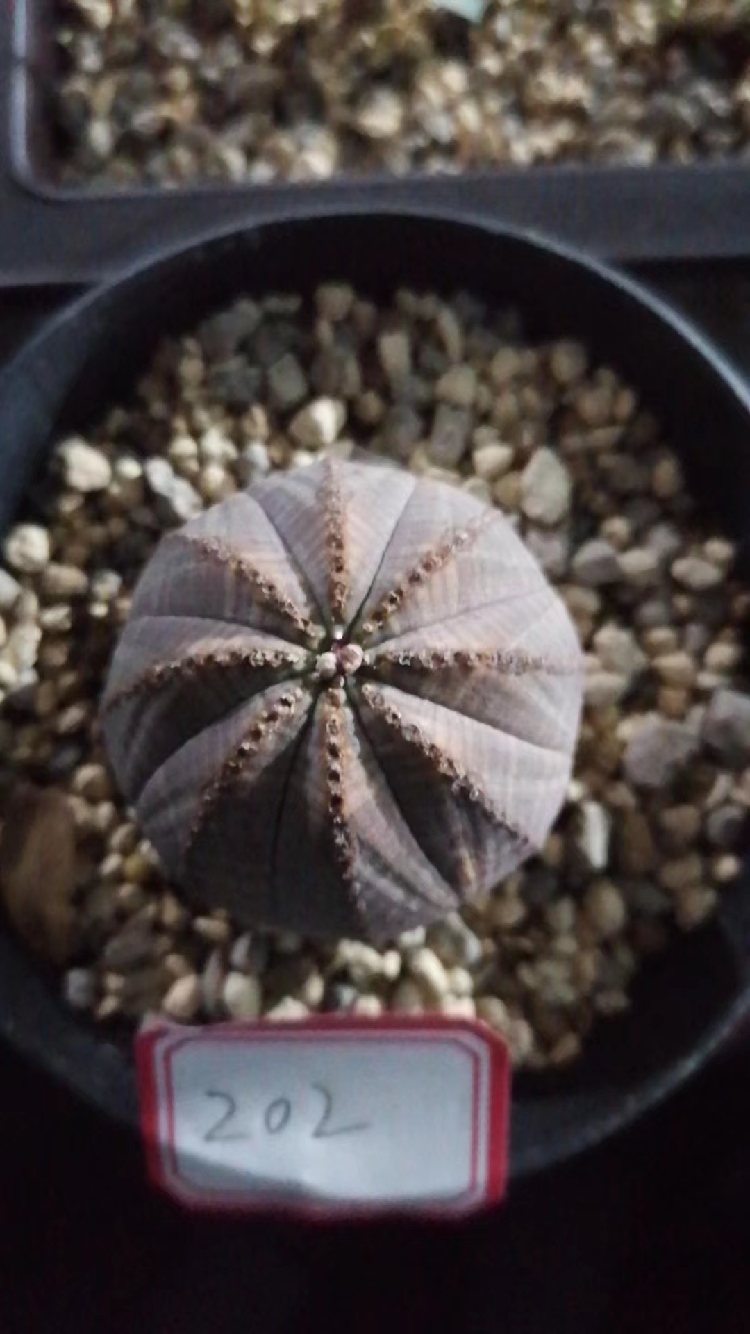布纹球一物一拍（直播间）植物