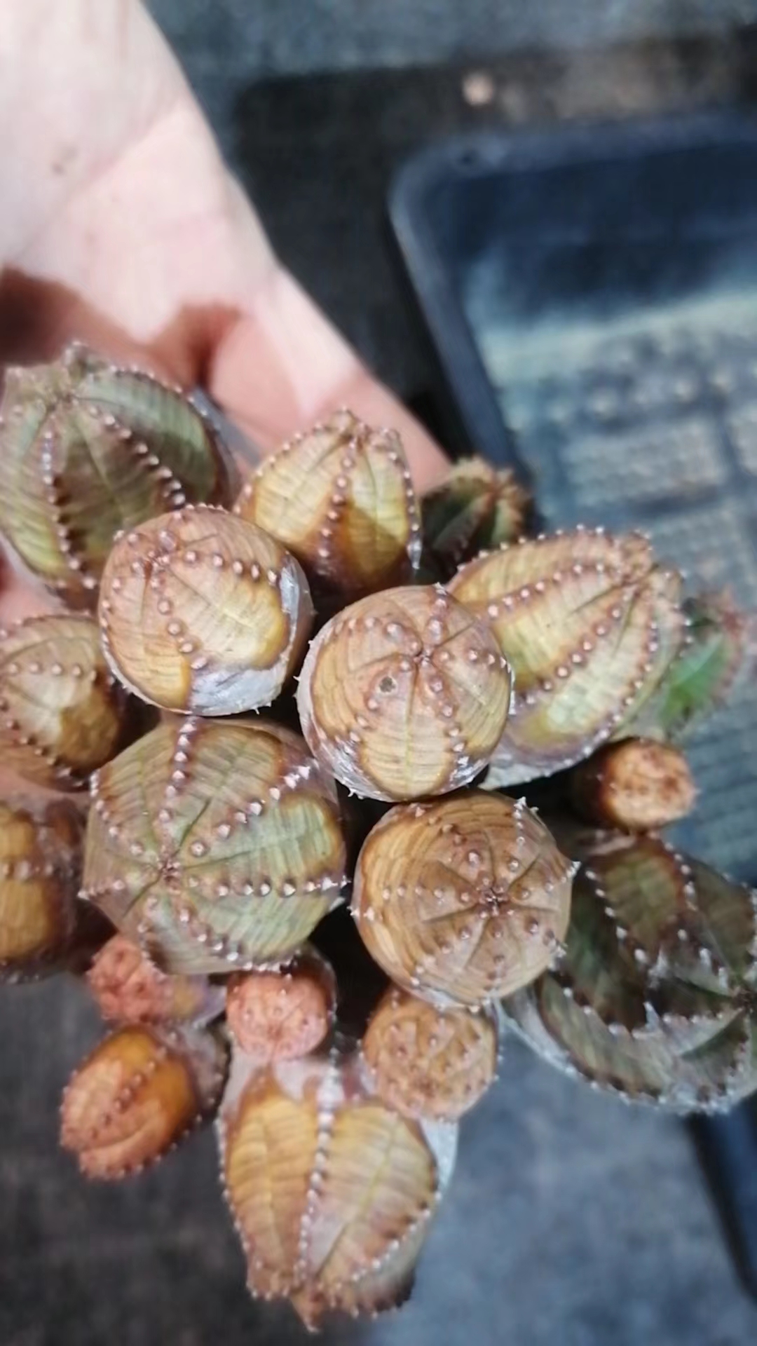 布纹球群 一物一拍（直播间）
