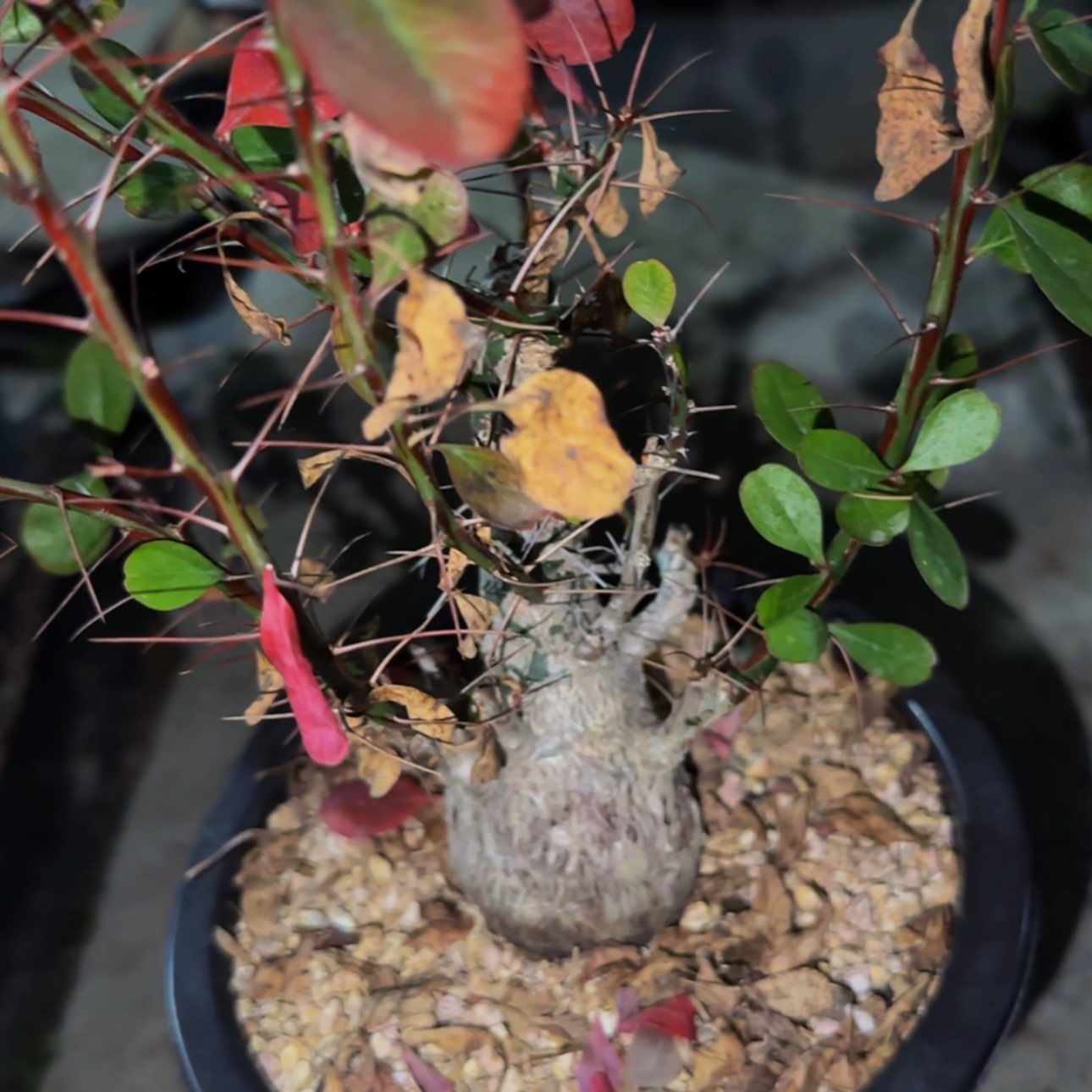 【闪购商品】L****琪块根植物256