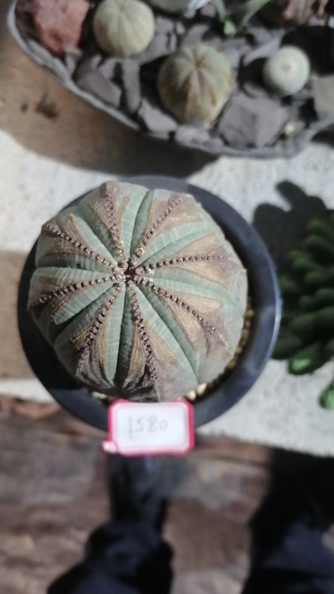 布纹球 一物一拍（直播间）