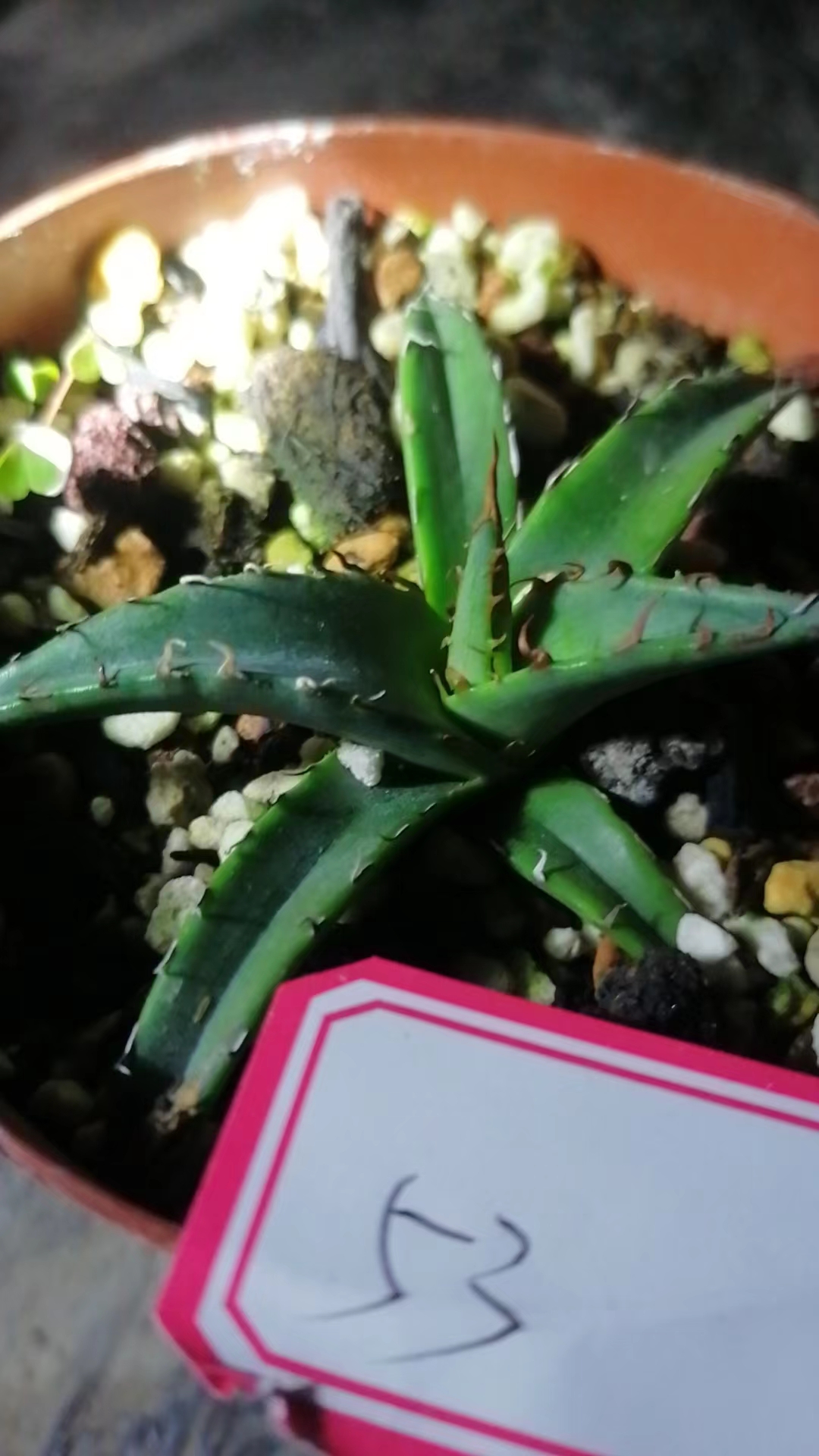 一物一拍（直播间）植物