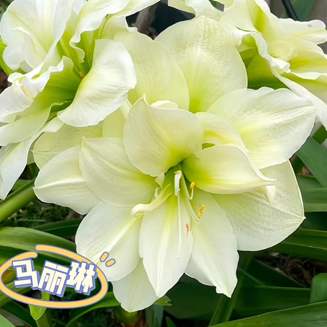 【玛丽琳】进口品质双瓣大荷兰朱顶红种球种南北方植室内叶子种植