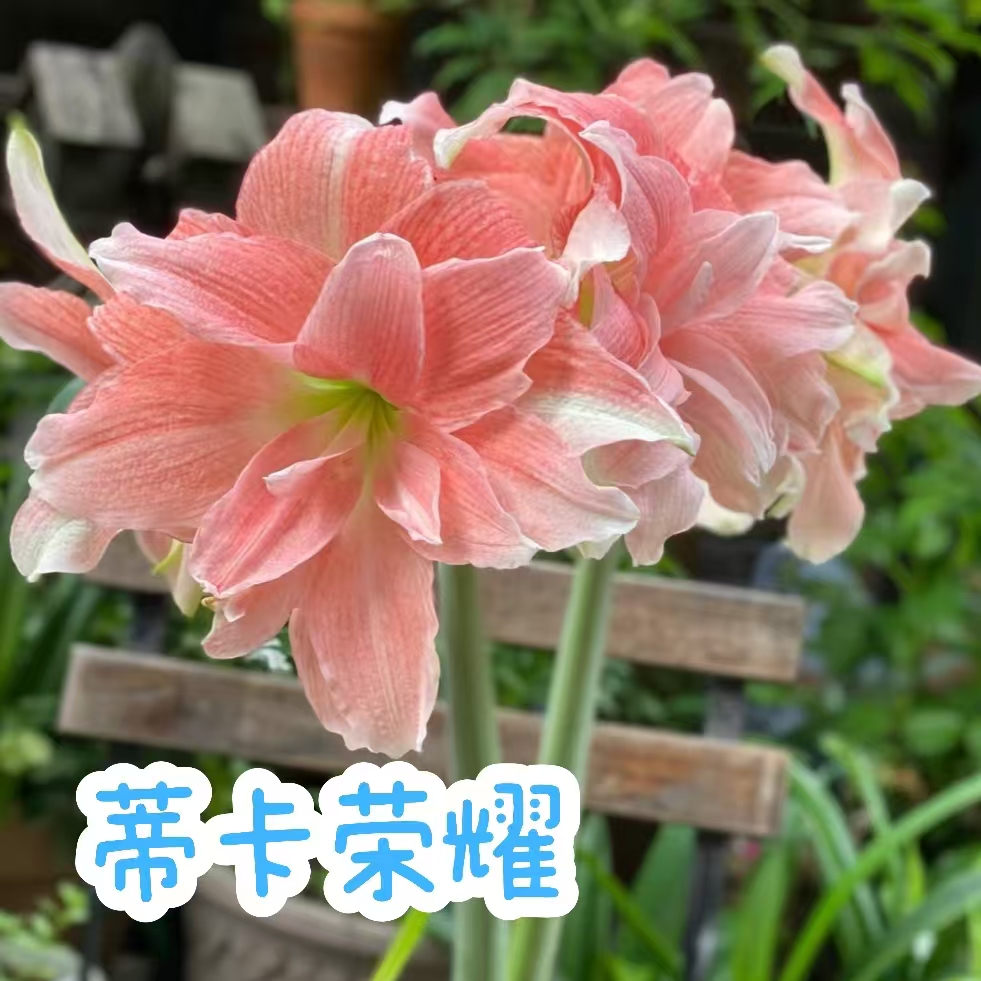 【蒂卡荣耀】朱顶红秘鲁蒂卡系列包正版秘鲁种球盆栽一物一拍系列