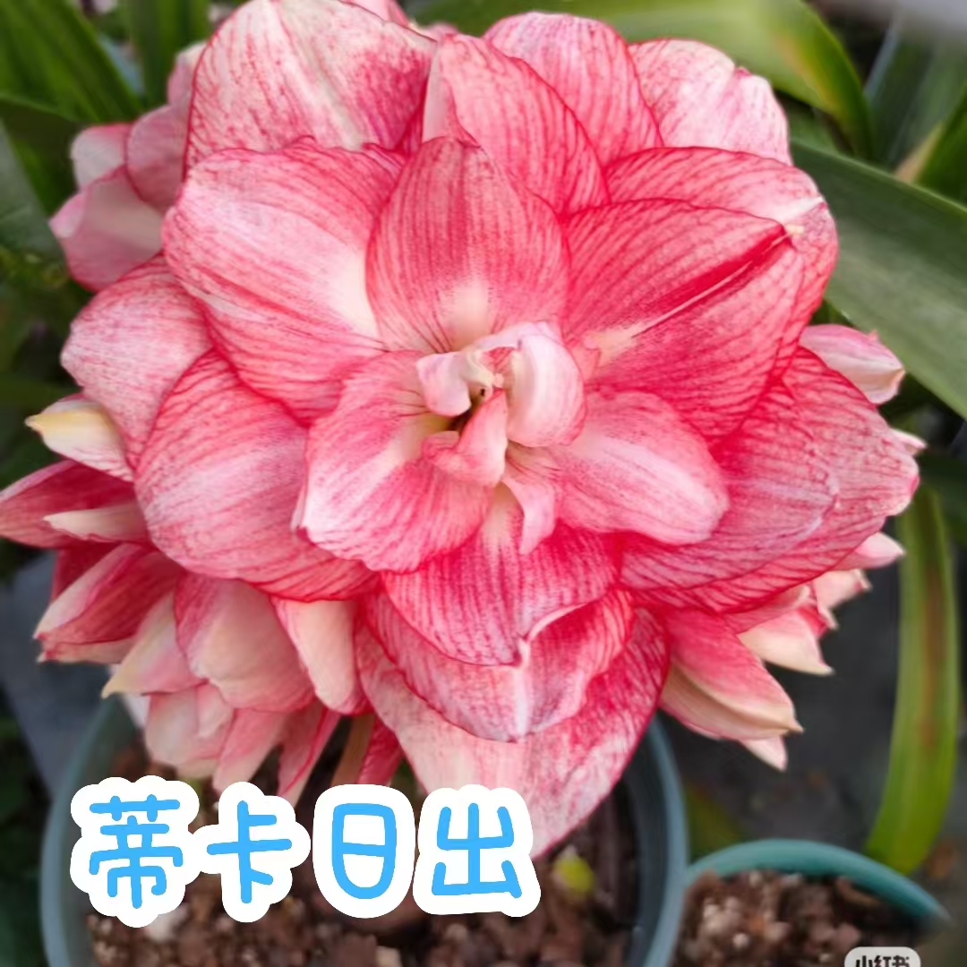 【蒂卡日出】朱顶红秘鲁蒂卡系列包正版朱顶红种球一物一拍系列