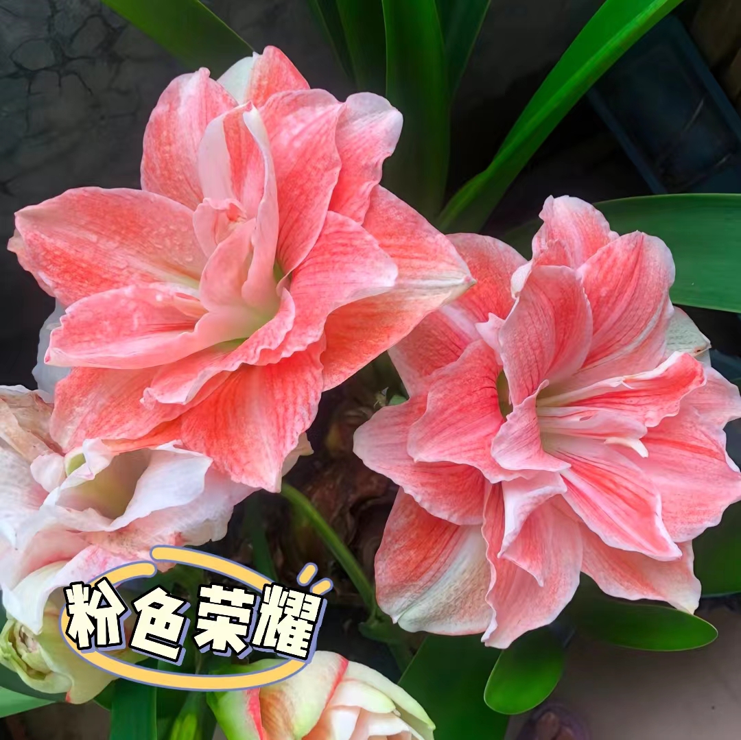 【粉色荣耀】进口双瓣大花型荷兰种球种植室内叶子浇水北方品质根系